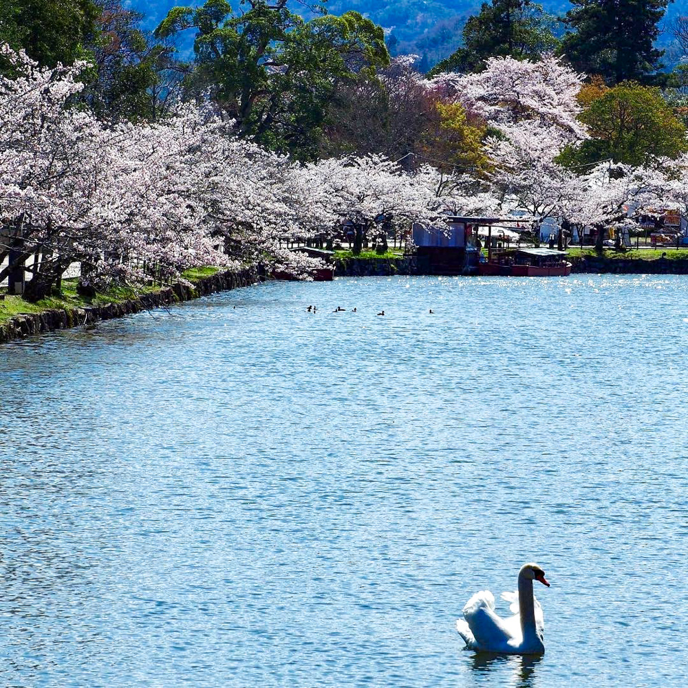 彦根城、桜、4月春の花、滋賀県彦根市の観光・撮影スポットの名所
