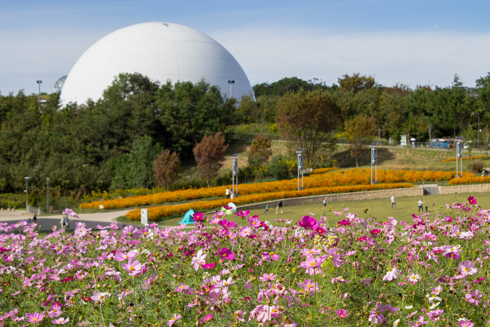 愛・地球博記念公園(モリコロパーク)、コスモス、10月の秋の花愛知県長久手市の観光・撮影スポットの画像と写真