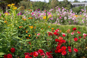 愛・地球博記念公園(モリコロパーク)、10月の秋の花、愛知県長久手市の観光・撮影スポットの画像と写真