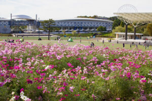 愛・地球博記念公園(モリコロパーク)、コスモス、10月の秋の花愛知県長久手市の観光・撮影スポットの画像と写真