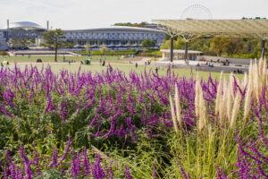 愛・地球博記念公園(モリコロパーク)、10月の秋の花、愛知県長久手市の観光・撮影スポットの画像と写真