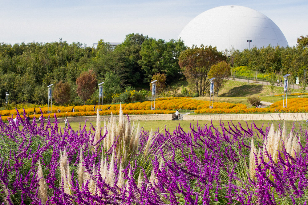 愛・地球博記念公園(モリコロパーク)、10月の秋の花、愛知県長久手市の観光・撮影スポットの画像と写真