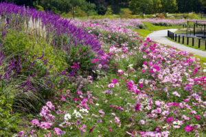 愛・地球博記念公園(モリコロパーク)、コスモス、10月の秋の花愛知県長久手市の観光・撮影スポットの画像と写真