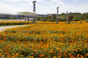 愛・地球博記念公園(モリコロパーク)、キバナコスモス、10月の秋の花愛知県長久手市の観光・撮影スポットの画像と写真