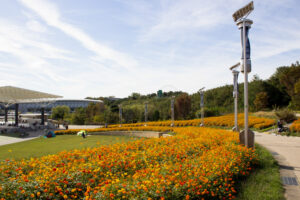 愛・地球博記念公園(モリコロパーク)、キバナコスモス、10月の秋の花愛知県長久手市の観光・撮影スポットの画像と写真