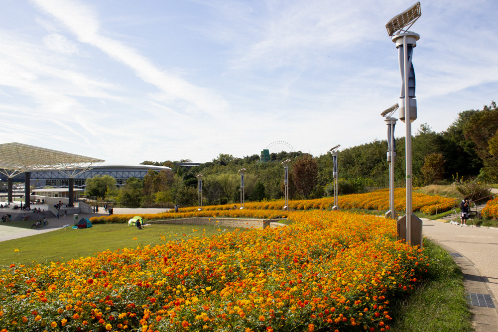 愛・地球博記念公園(モリコロパーク)、キバナコスモス、10月の秋の花愛知県長久手市の観光・撮影スポットの画像と写真