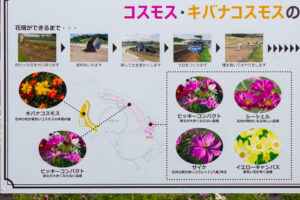 愛・地球博記念公園(モリコロパーク)、コスモス、10月の秋の花愛知県長久手市の観光・撮影スポットの画像と写真