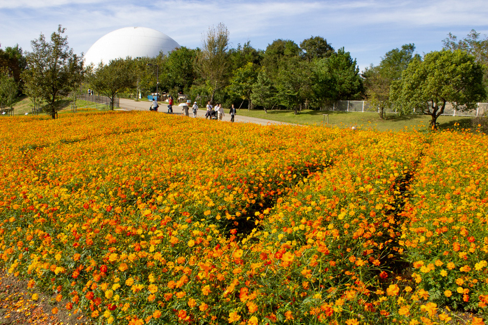 愛・地球博記念公園(モリコロパーク)、キバナコスモス、10月の秋の花愛知県長久手市の観光・撮影スポットの画像と写真