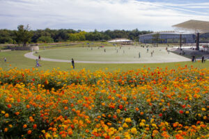 愛・地球博記念公園(モリコロパーク)、キバナコスモス、10月の秋の花愛知県長久手市の観光・撮影スポットの画像と写真