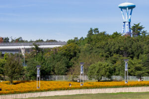 愛・地球博記念公園(モリコロパーク)、キバナコスモス、10月の秋の花愛知県長久手市の観光・撮影スポットの画像と写真