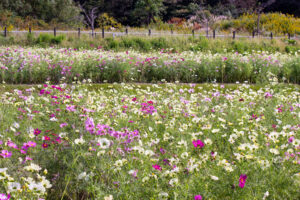 愛・地球博記念公園(モリコロパーク)、コスモス、10月の秋の花愛知県長久手市の観光・撮影スポットの画像と写真