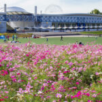 愛・地球博記念公園(モリコロパーク)、コスモス、10月の秋の花愛知県長久手市の観光・撮影スポットの画像と写真