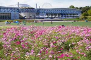 愛・地球博記念公園(モリコロパーク)、コスモス、10月の秋の花愛知県長久手市の観光・撮影スポットの画像と写真