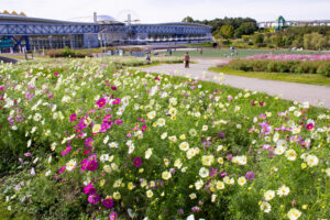 愛・地球博記念公園(モリコロパーク)、コスモス、10月の秋の花愛知県長久手市の観光・撮影スポットの画像と写真