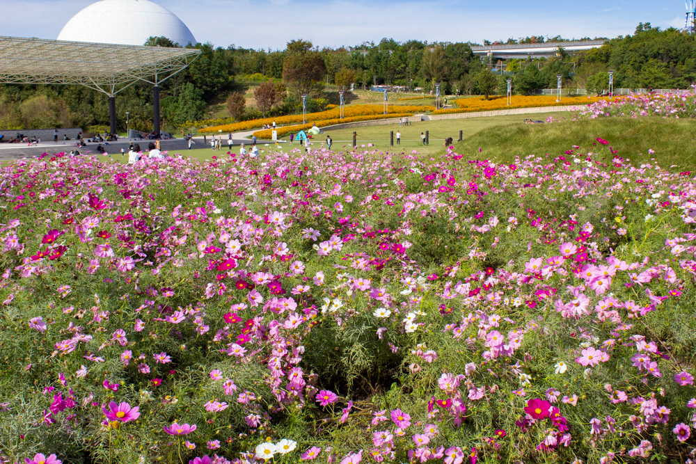 愛・地球博記念公園(モリコロパーク)、コスモス、10月の秋の花愛知県長久手市の観光・撮影スポットの画像と写真