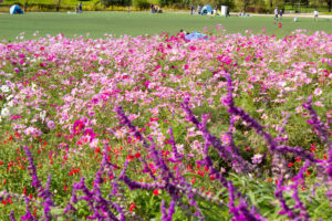 愛・地球博記念公園(モリコロパーク)、コスモス、10月の秋の花愛知県長久手市の観光・撮影スポットの画像と写真