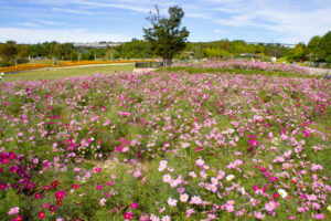 愛・地球博記念公園(モリコロパーク)、コスモス、10月の秋の花愛知県長久手市の観光・撮影スポットの画像と写真