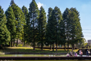 於大公園 、メタセコイヤ並木、10月秋、愛知県知多郡の観光・撮影スポットの名所