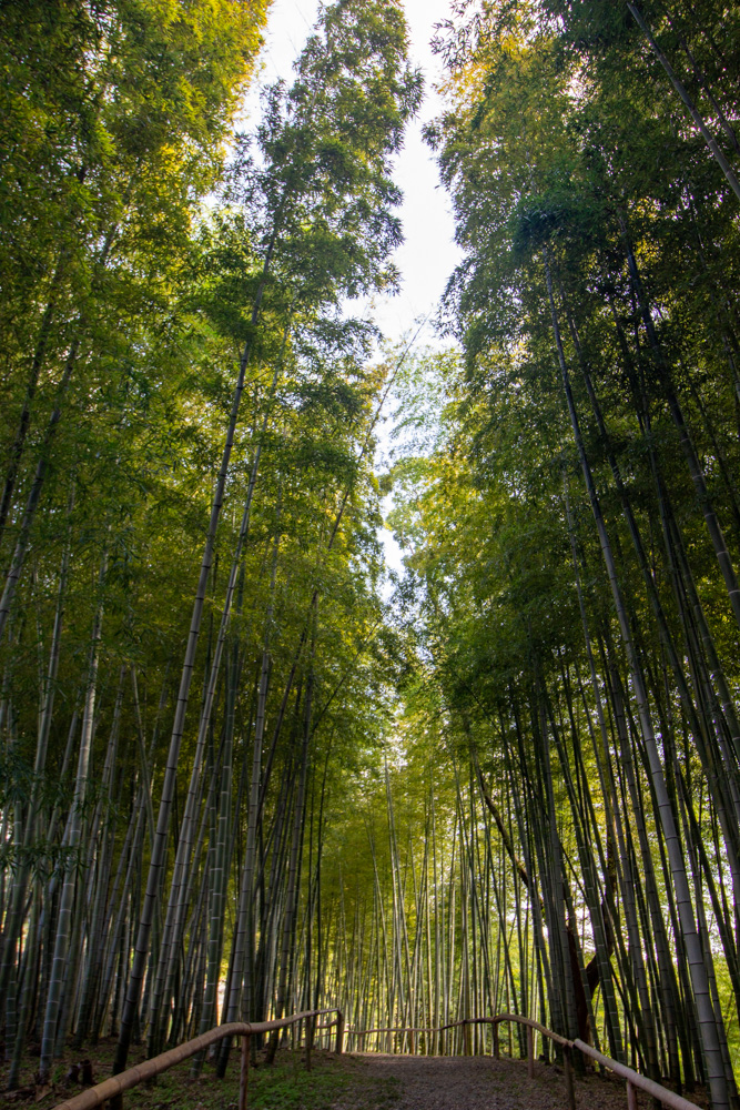 於大公園 、竹林、10月秋、愛知県知多郡の観光・撮影スポットの名所