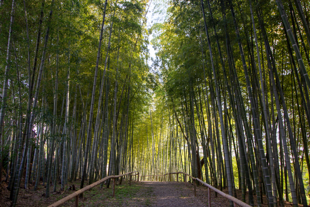 於大公園 、竹林、10月秋、愛知県知多郡の観光・撮影スポットの名所