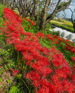 曽根城公園、彼岸花、9月秋の花、岐阜県大垣市の観光・撮影スポットの画像と写真