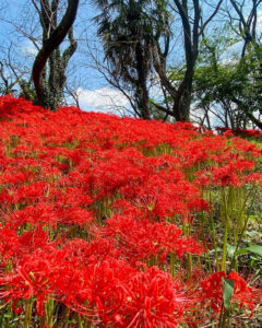 曽根城公園、彼岸花、9月秋の花、岐阜県大垣市の観光・撮影スポットの画像と写真