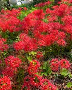 曽根城公園、彼岸花、9月秋の花、岐阜県大垣市の観光・撮影スポットの画像と写真