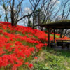 曽根城公園、彼岸花、9月秋の花、岐阜県大垣市の観光・撮影スポットの画像と写真