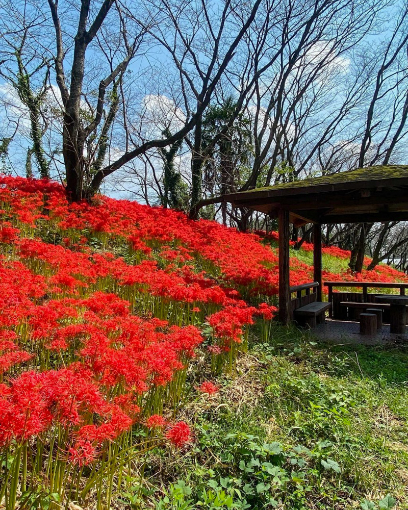 曽根城公園、彼岸花、9月秋の花、岐阜県大垣市の観光・撮影スポットの画像と写真