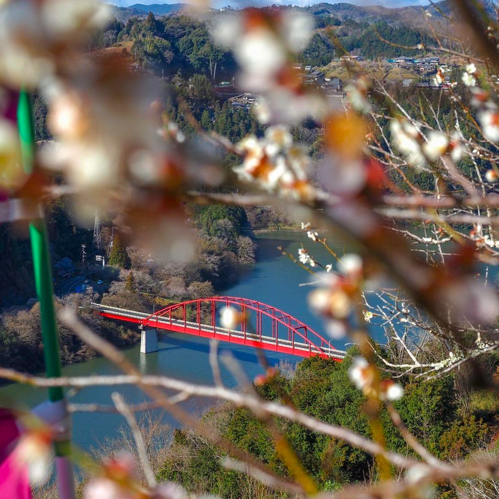 月ヶ瀬梅渓、梅まつり　春の花、2021年2月、奈良県奈良市の観光・撮影スポットの名所