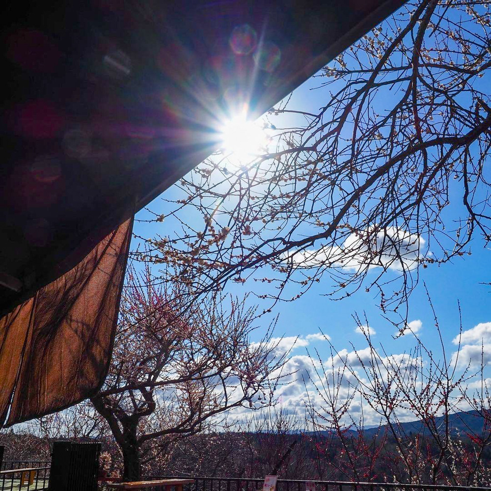 月ヶ瀬梅渓、梅まつり　春の花、2021年2月、奈良県奈良市の観光・撮影スポットの名所