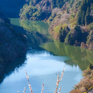 月ヶ瀬梅渓、梅まつり　春の花、2021年2月、奈良県奈良市の観光・撮影スポットの名所