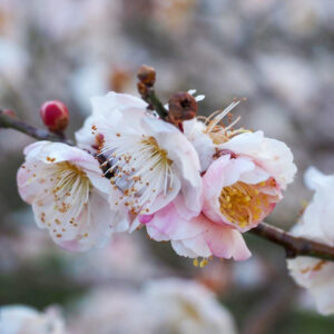 月ヶ瀬梅渓、梅まつり　春の花、2021年2月、奈良県奈良市の観光・撮影スポットの名所