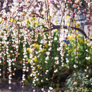 木下しだれ梅園、2月の春の花、愛知県新城市の観光・撮影スポットの画像と写真