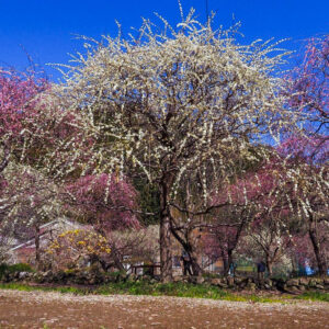 木下しだれ梅園、2月の春の花、愛知県新城市の観光・撮影スポットの画像と写真