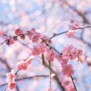木下しだれ梅園、2月の春の花、愛知県新城市の観光・撮影スポットの画像と写真