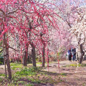 木下しだれ梅園、2月の春の花、愛知県新城市の観光・撮影スポットの画像と写真