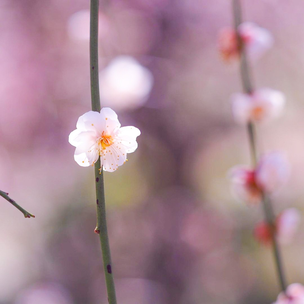 木下しだれ梅園、2月の春の花、愛知県新城市の観光・撮影スポットの画像と写真