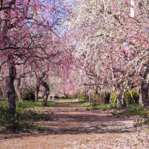 木下しだれ梅園、2月の春の花、愛知県新城市の観光・撮影スポットの画像と写真