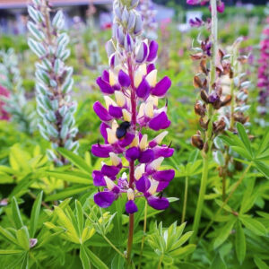 洲原ひまわりの里、ルピナス、5月夏の花、岐阜県美濃市の観光・撮影スポットの画像と写真