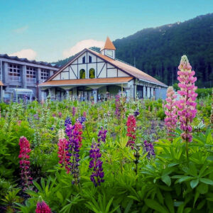 洲原ひまわりの里、ルピナス、5月夏の花、岐阜県美濃市の観光・撮影スポットの画像と写真