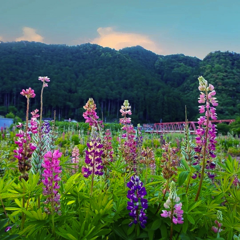 洲原ひまわりの里、ルピナス、5月夏の花、岐阜県美濃市の観光・撮影スポットの画像と写真