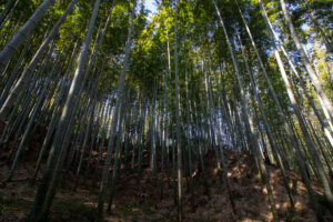 牧野ヶ池緑地、竹林、10月秋、 名古屋市名東区の観光・撮影スポットの名所