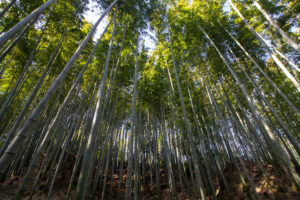 牧野ヶ池緑地、竹林、10月秋、 名古屋市名東区の観光・撮影スポットの名所