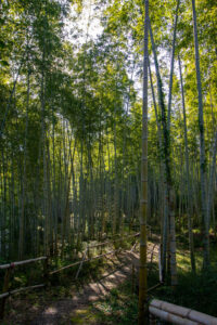 牧野ヶ池緑地、竹林、10月秋、 名古屋市名東区の観光・撮影スポットの名所