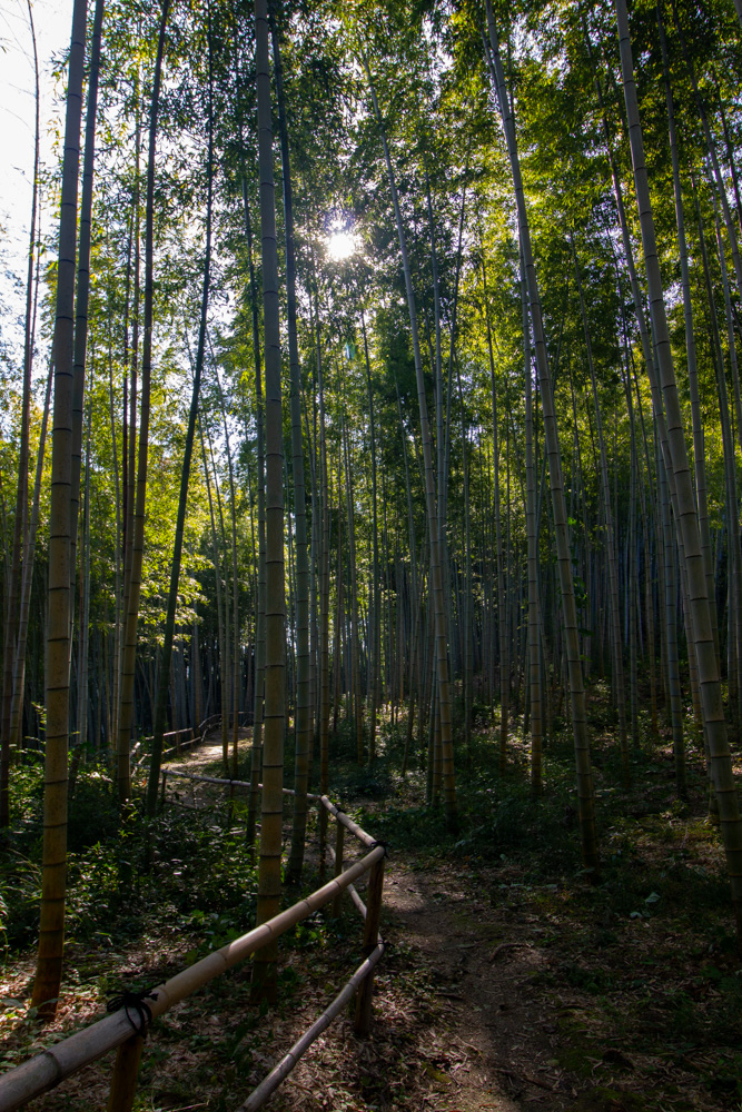 牧野ヶ池緑地、竹林、10月秋、 名古屋市名東区の観光・撮影スポットの名所