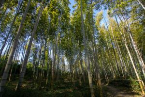 牧野ヶ池緑地、竹林、10月秋、 名古屋市名東区の観光・撮影スポットの名所