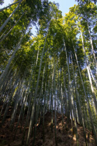 牧野ヶ池緑地、竹林、10月秋、 名古屋市名東区の観光・撮影スポットの名所