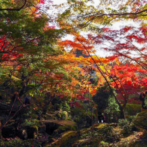 湖東三山　百済寺 紅葉、11月秋、滋賀県東近江市の観光・撮影スポットの名所