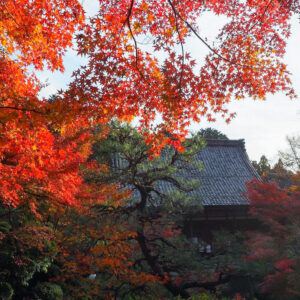湖東三山　百済寺 紅葉、11月秋、滋賀県東近江市の観光・撮影スポットの名所